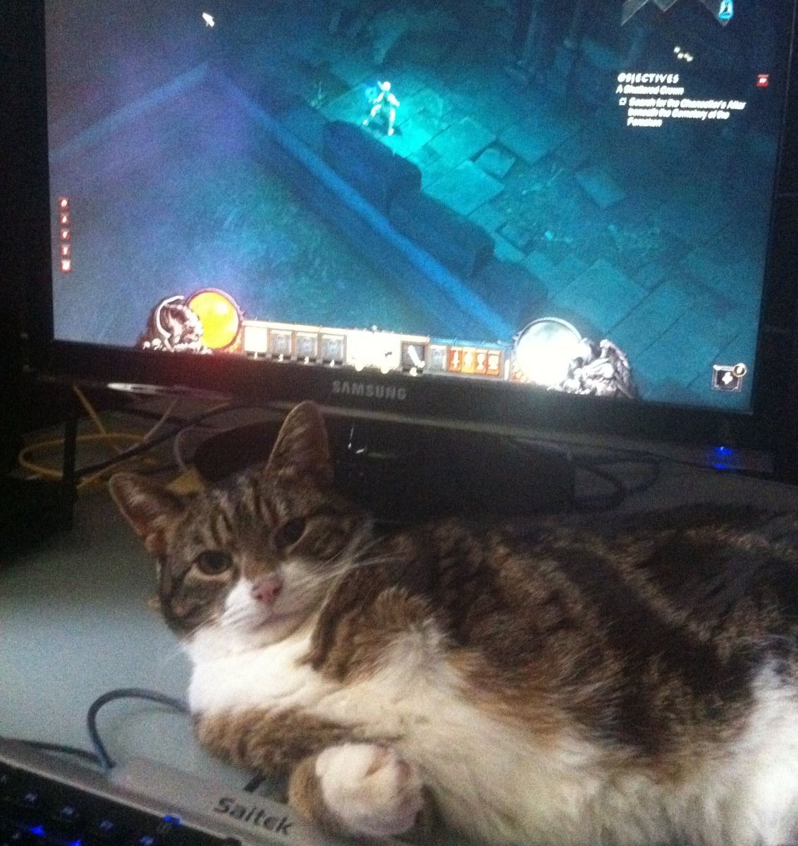 cat in front of Diablo 3 screen